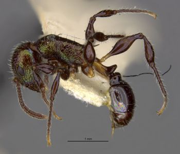 Media type: image;   Entomology 21004 Aspect: habitus lateral